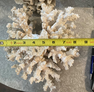 Fingerling Stem Coral (12x12x7) RSV|78784