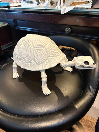 Skeleton Turtle w/moveable jaw 15"long, 6" tall RCD