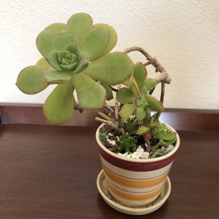 Aeonium Gasteria Succulent Plant Striped Ceramic Planter RSV