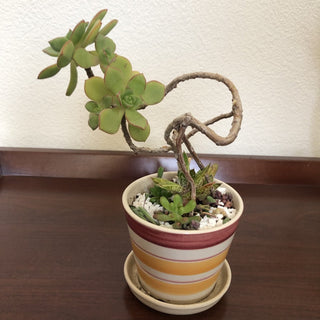 Aeonium Gasteria Succulent Plant Striped Ceramic Planter RSV