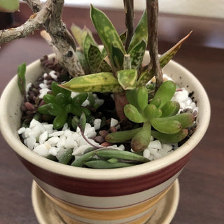 Aeonium Gasteria Succulent Plant Striped Ceramic Planter RSV