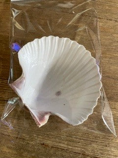 Natural Scallop Shell RCD|67683