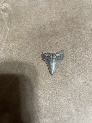 1.3 Angaus Stiden from Swany River rsv