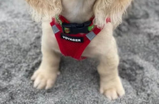 Voyager Step in Air Dog Harness Size Small Red ( Chest 14.5 -16" )