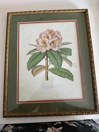 VTG Botanical Framed Print - Rhododendron