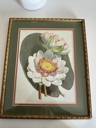 VTG Botanical Framed Print - Water Lilly