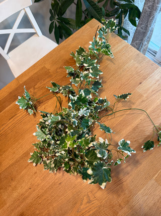 Faux English Ivy