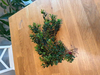 Faux Plant