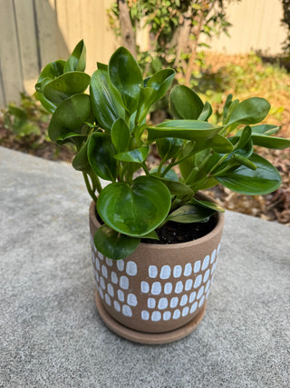 Terracotta Planter w/ Peperomia Houseplant