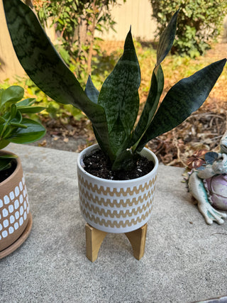 Patterned Planter w/ Stand -  Snake Plant