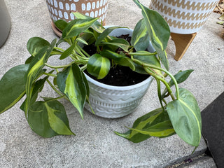White Planter w/ Stand - Brasil Philodendron