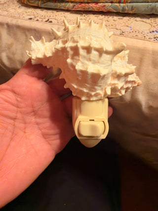 Sea Shell Night light