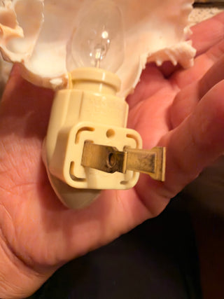 Sea Shell Night light