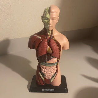 10.25" edu-science Anatomy Torso Model--SP