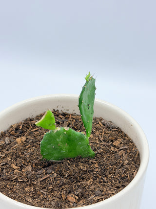 CR - Ravi Prickly Pear