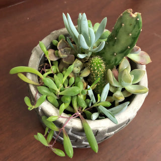Succulent Cactus Mix Cement Pot RV