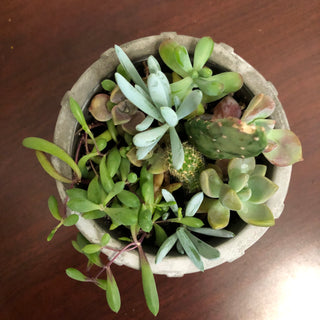 Succulent Cactus Mix Cement Pot RV