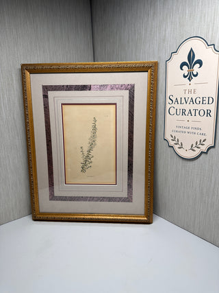 Vintage Ethan Allen Framed Botanical Print - "Aster aculeatus"