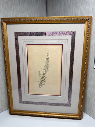 Vintage Ethan Allen Framed Botanical Print - "Aster aculeatus"