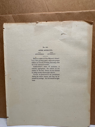 Vintage Ethan Allen Framed Botanical Print - "Aster aculeatus"