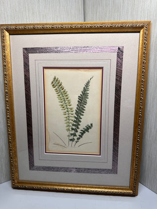 Ethan Allen Home Collection "Asplenium Monanthemum" Framed Botanical Fern Print