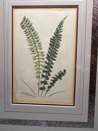 Ethan Allen Home Collection "Asplenium Monanthemum" Framed Botanical Fern Print