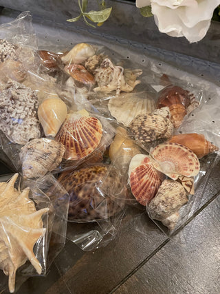 Decorative Assorted Natural Seashell Grab Bag – Beach & Coastal Décor