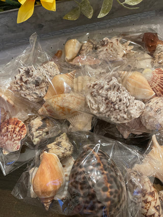 Decorative Assorted Natural Seashell Grab Bag – Beach & Coastal Décor