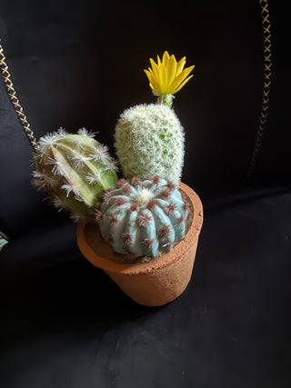 Ashland Summer Cactus trio VV