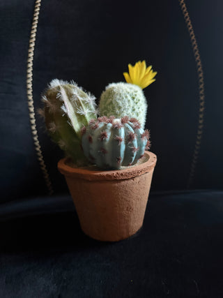 Ashland Summer Cactus trio VV