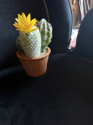 Ashland Summer Cactus trio VV