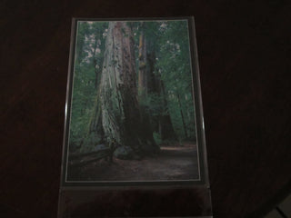 Postcard - Redwood Forest