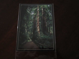 Postcard - Redwood Forest