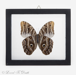 Owl Moth Double Glass Framed Wood Black