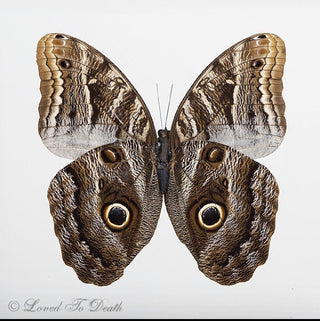 Owl Moth Double Glass Framed Wood Black