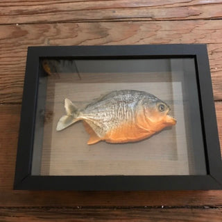 Piranha Specimen In Double Glass Black Frame