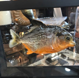 Piranha Specimen In Double Glass Black Frame