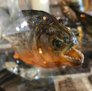 Piranha Specimen In Double Glass Black Frame