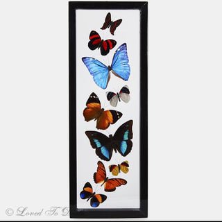 Nine Butterflies Framed in Double Glass Black
