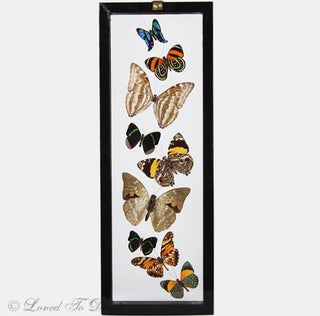 Nine Butterflies Framed in Double Glass Black