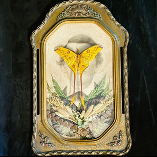 Veiled Curiosities { Edgar } Gold Pillar Frame Comet Moth