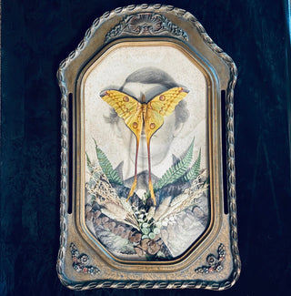 Veiled Curiosities { Edgar } Gold Pillar Frame Comet Moth