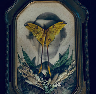 Veiled Curiosities { Edgar } Gold Pillar Frame Comet Moth