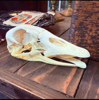 Domestic Goose Skull