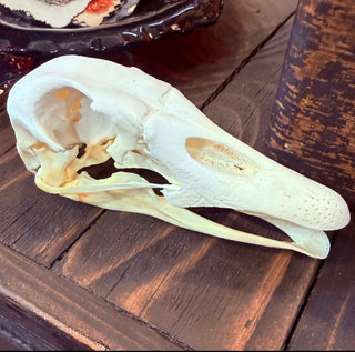 Domestic Goose Skull