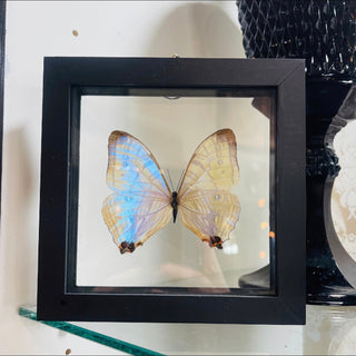 Mother Of Pearl { Morpho Sulkowski } Butterfly Specimen In Black Double Glass Frame