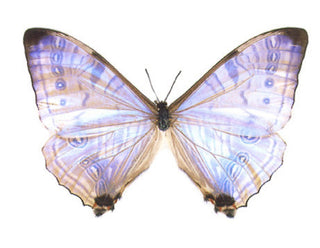 Mother Of Pearl { Morpho Sulkowski } Butterfly Specimen In Black Double Glass Frame