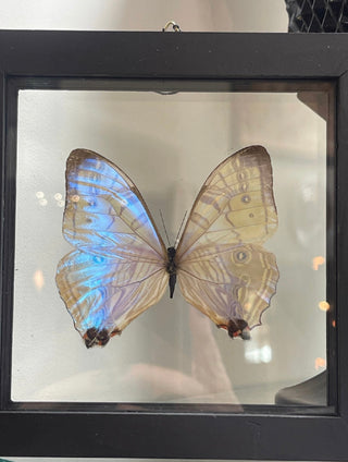 Mother Of Pearl { Morpho Sulkowski } Butterfly Specimen In Black Double Glass Frame