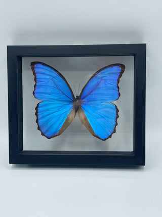 Real Framed Morpho