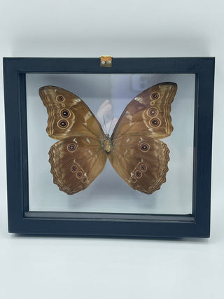 Real Framed Morpho